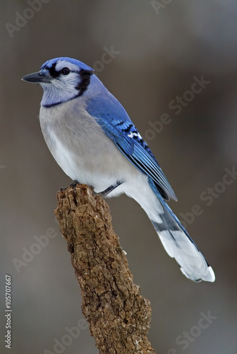 Blue Jay (Cyanocitta cristata) © geraldmarella