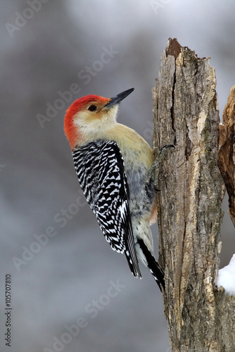 Male Red bellied Woodpecker (Melanerpes carolinus)