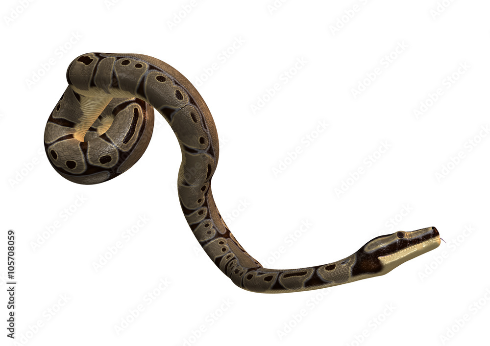 Obraz premium Ball Python on White