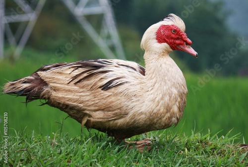 portrait of duck