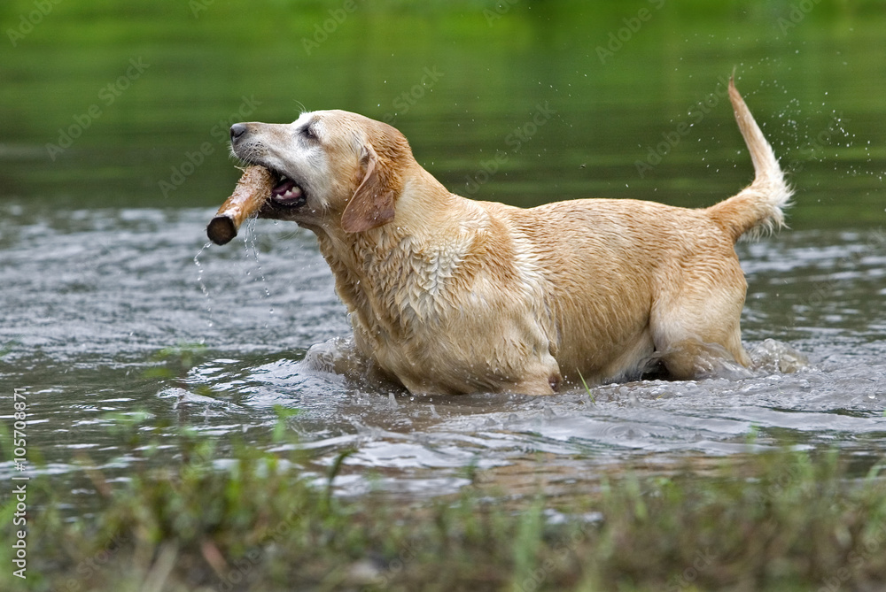 Yellow Labrador Retriever fetching in water Yellow Labrador Retriever fetching in water