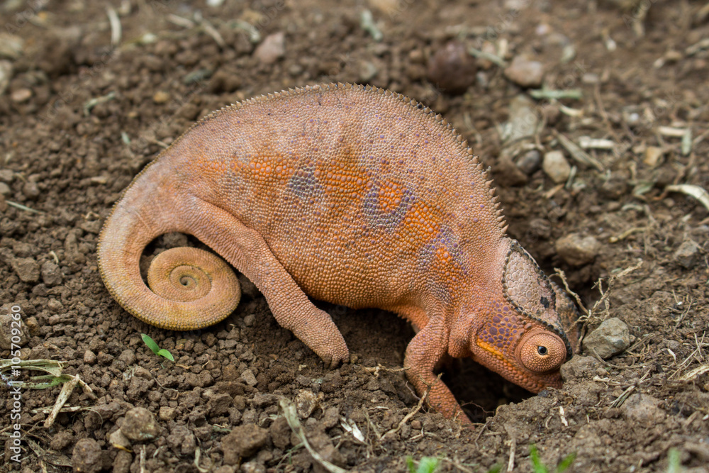 Obraz premium Female chameleon