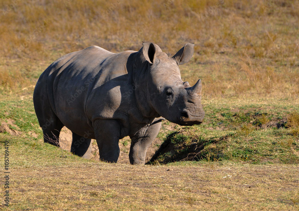 Fototapeta premium Baby Rhino in grassland
