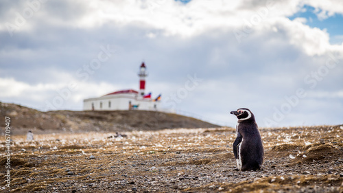 Penguin Isla Magdalena Chile , Punta Arenas Patagonia  photo