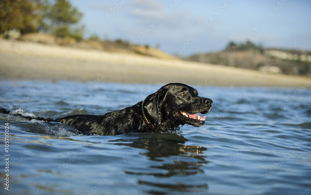 Black Labrador Retriever swimming with the shore in the background Black Labrador Retriever swimming with the shore in the background