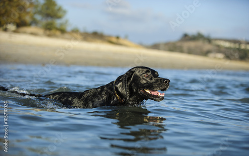 Black Labrador Retriever swimming with the shore in the background