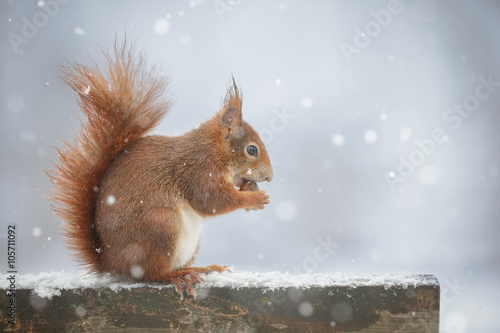 Squirrel on park bench in falling snow © Natureimmortal