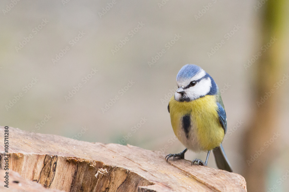 Fototapeta premium Eurasian blue tit (Cyanistes caeruleus), Italy