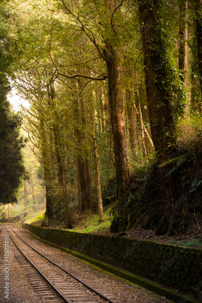 Obraz premium Railroad trough cypress pine forest.