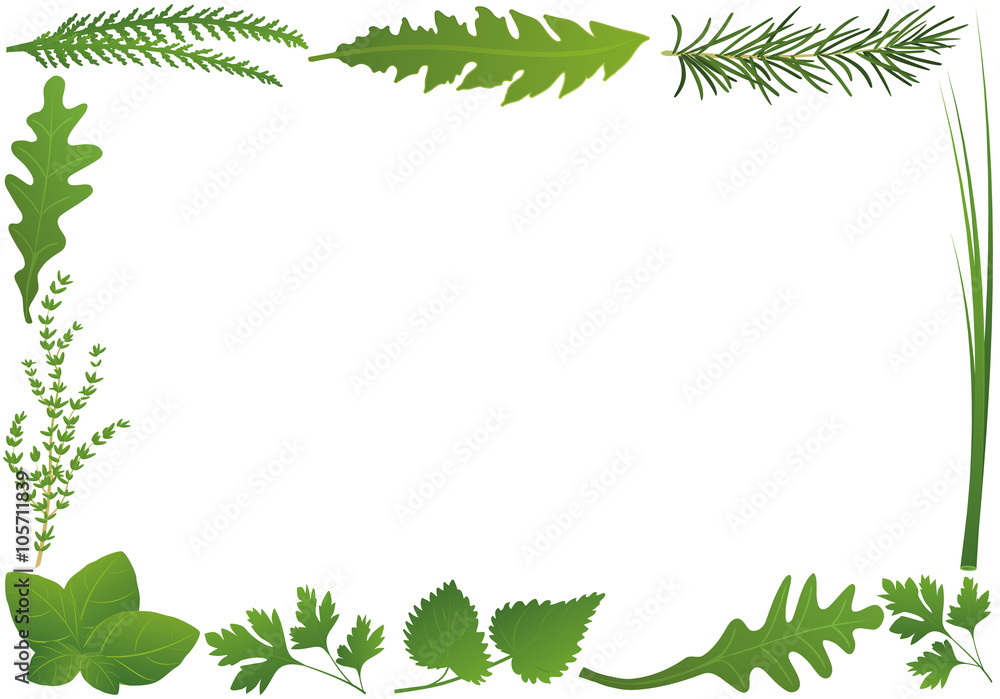 Culinary herbs forming a horizontal frame. Isolated vector illustration over white background. Culinary herbs forming a horizontal frame. Isolated vector illustration over white background.