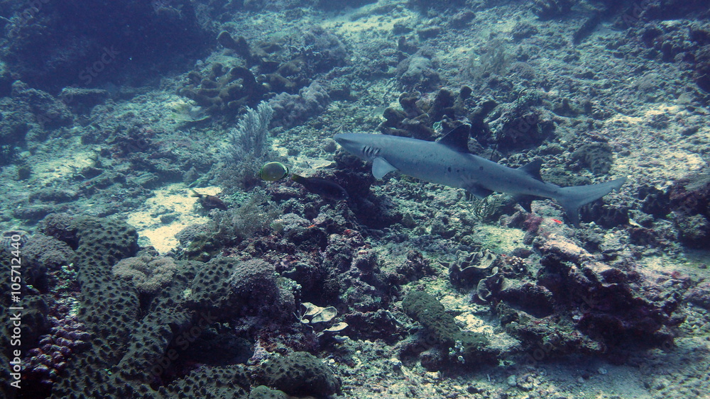 Fototapeta premium Swimming white tip reef shark near shark point