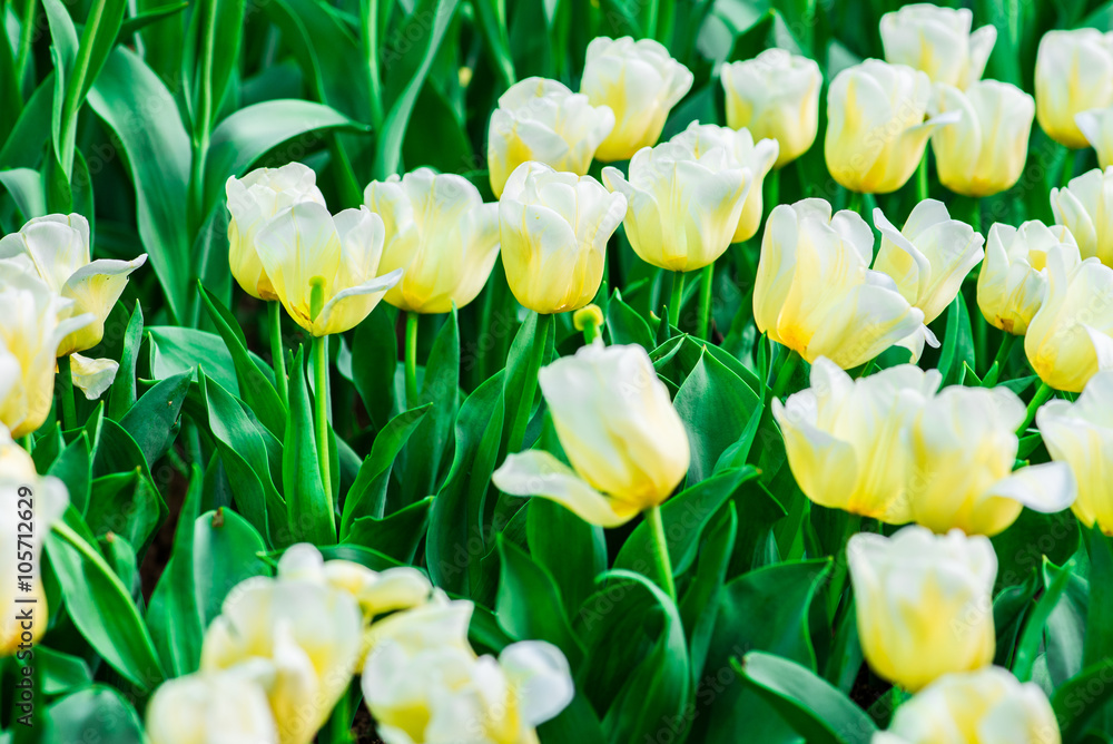 Obraz premium Beautiful bouquet of tulips. colorful tulips. tulips in spring,colourful tulip