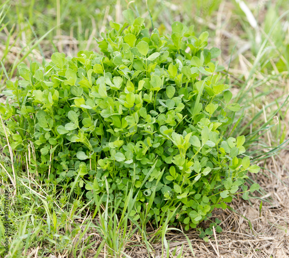 Obraz premium Clover grass outdoors