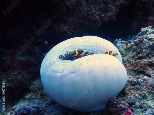 Photography clown fish on anemone
