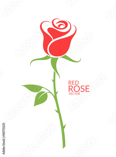Rose.  Red flower on white background