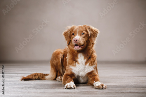 Dog Nova Scotia Duck Tolling Retriever  portrait dog on a studio color background
