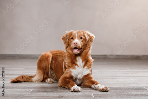 Dog Nova Scotia Duck Tolling Retriever, portrait dog on a studio color background © annaav