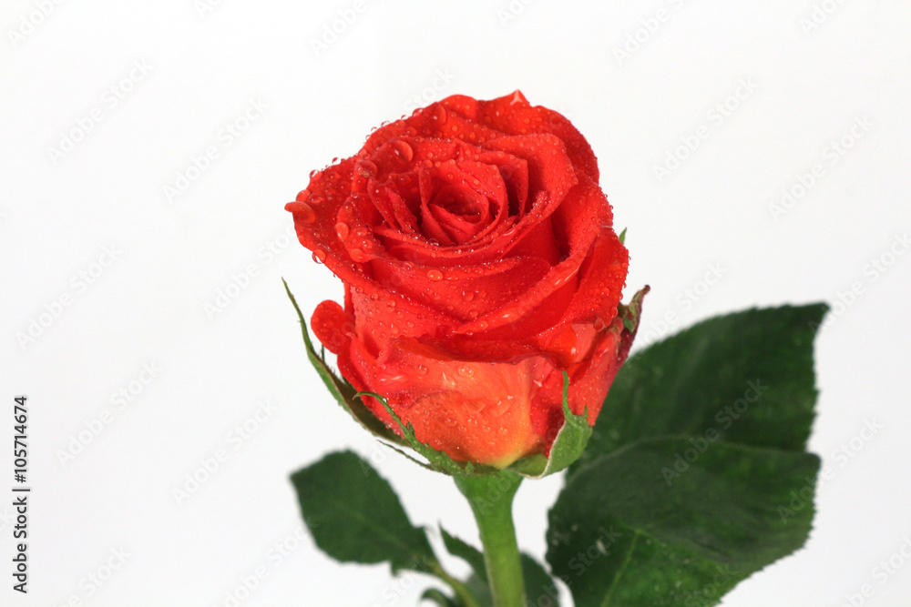red rose red rose
