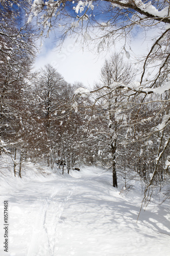 beech trees in a snowy day in the mountain