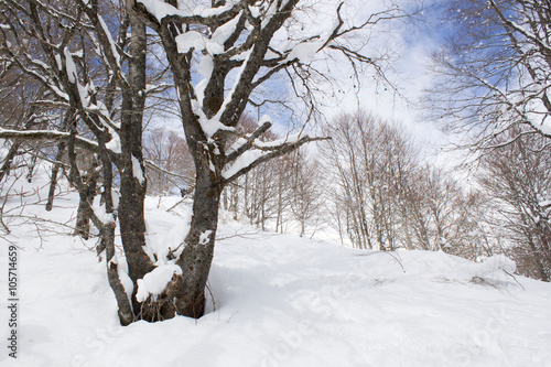 Beech tree covered of snow in the mountain
