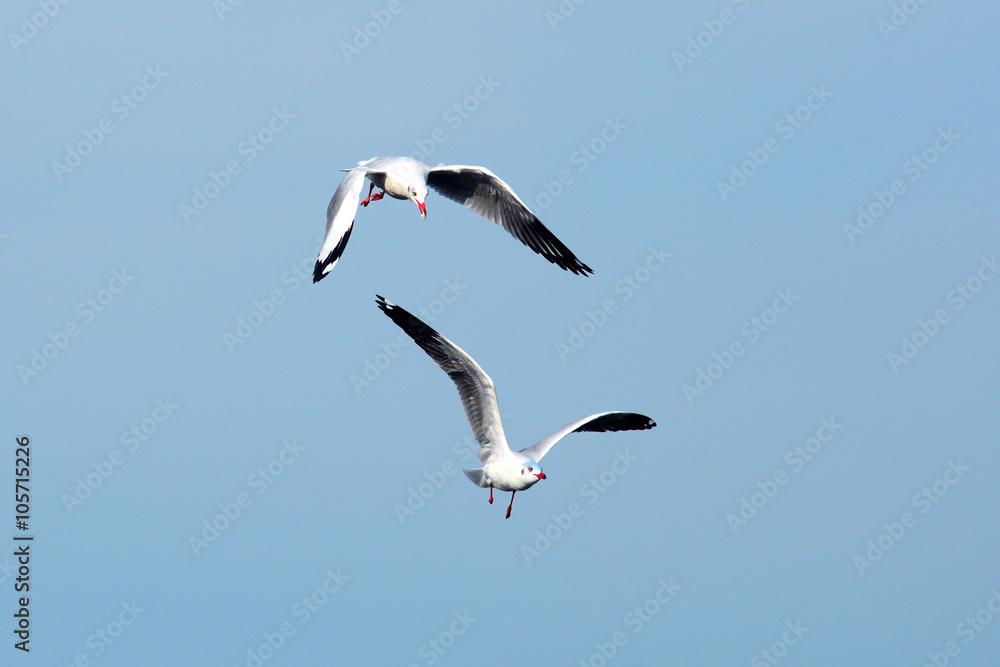 seagulls on the sky