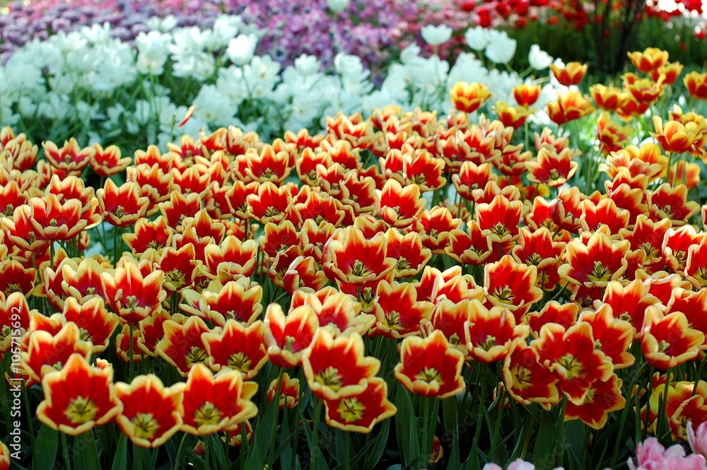 Red yellow tulip flowers in Moscow botanical garden Red yellow tulip flowers in Moscow botanical garden