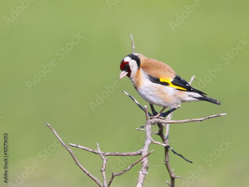 European Goldfinch on branch with green background (Carduelis carduelis) © dule964