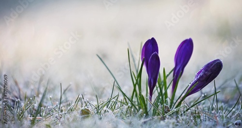 Crocus Flowers with Hoar Frost, 4K, Time Lapse photo