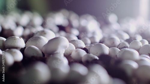 Worker's hand gathers mushrooms on the farm