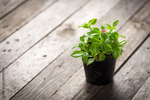 Ornamental plants in pots on wooden floor. 