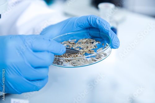 Laboratory assistant in the laboratory of of food quality.Cell culture assay to test genetically modified seed photo