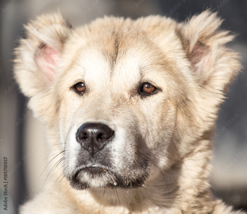 Portrait of a dog on the nature