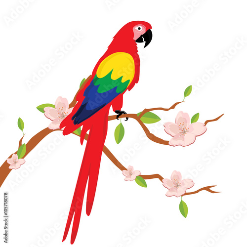Macaw parrot on tree