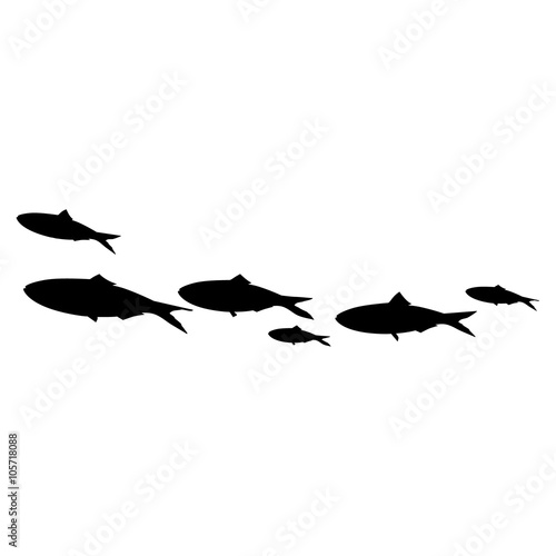 School of fish