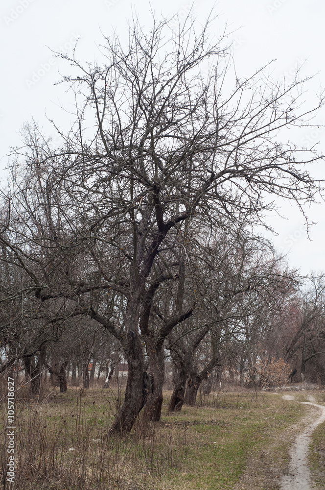Fototapeta premium Bare fruit trees in the garden