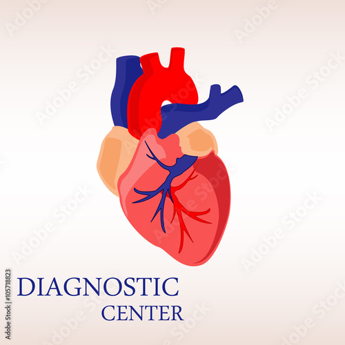 Human heart anatomy