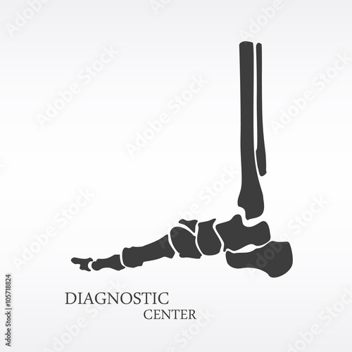 Foot bone anatomy