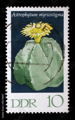 Stamp printed in GDR shows Hamatocactus setispinus, Flowering Cactus Plant, circa 1970 photo