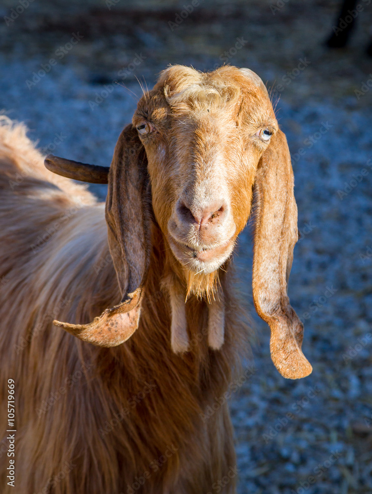 Mediterranean long-eared nanny-goat Stock Photo | Adobe Stock