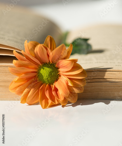 Kwiat na otwartej starej książce.