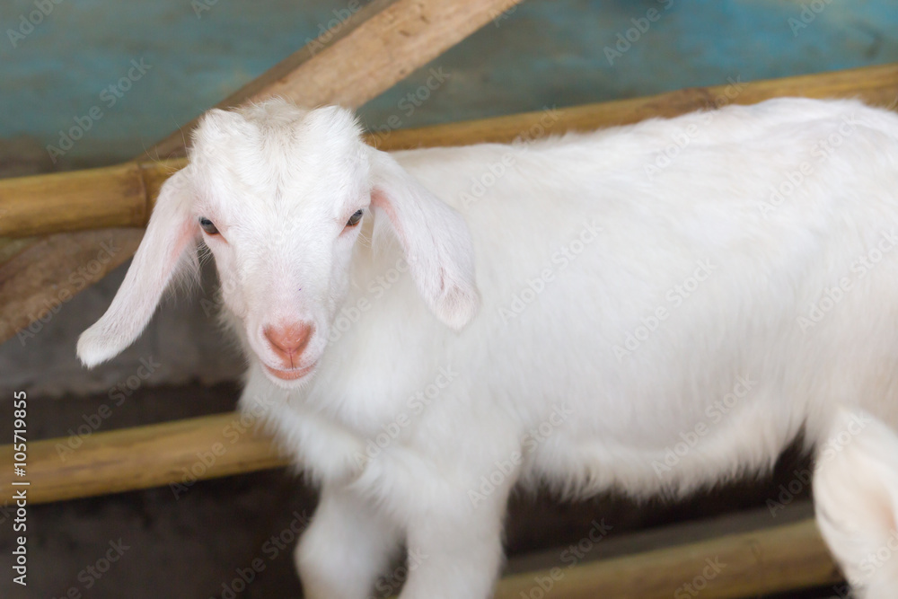 Fototapeta premium white baby goat