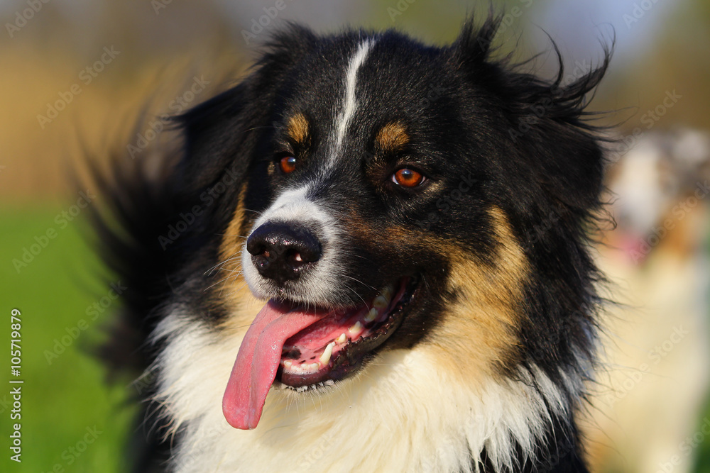 Australian shepherd