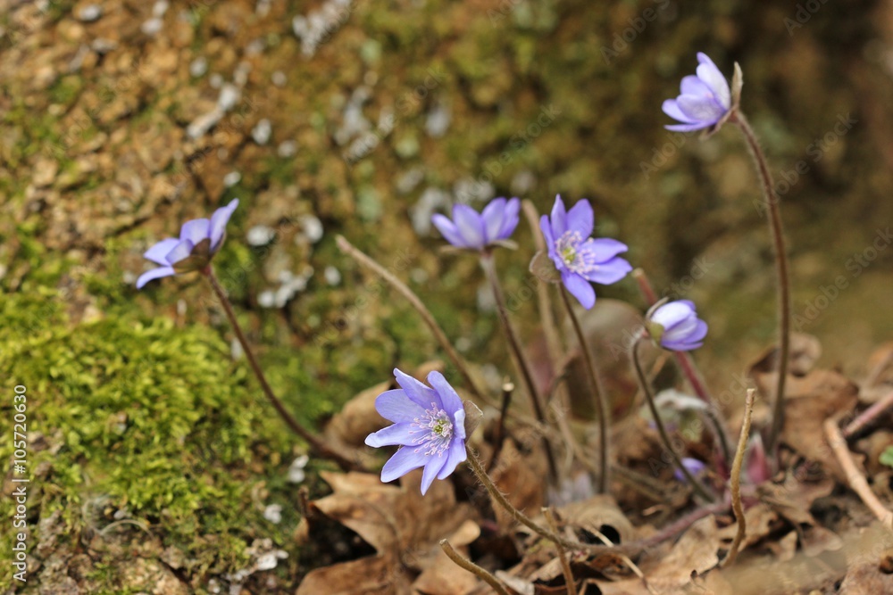 Leberblümchen (Hepatica nobilis)
Leberblümchen (Hepatica nobilis)