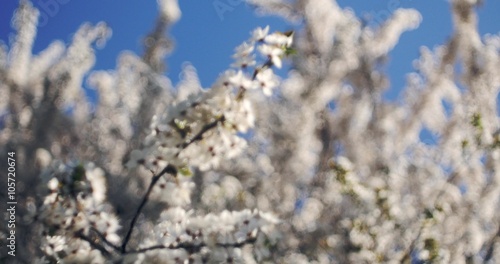 rami di ciliegio carichi di fiori candidi con cambio di messa a fuoco photo