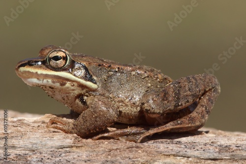 Wood Frog (Rana sylvatica) photo