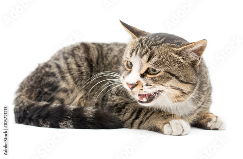 Frightened kitten lying in front. Isolated on white background. looking away