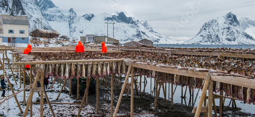 Producing stockfish from cod, Lofoten islands