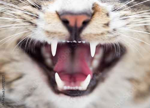 teeth evil cat as the backdrop. macro photo
