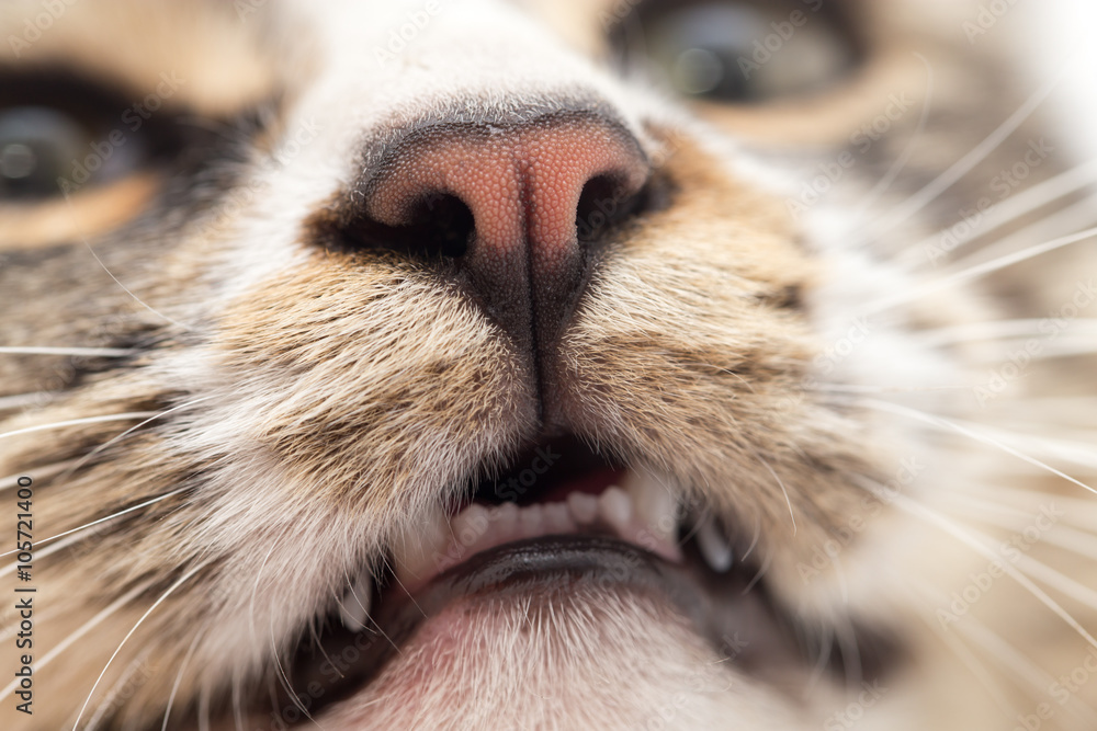 Fototapeta premium nose of a striped male cat