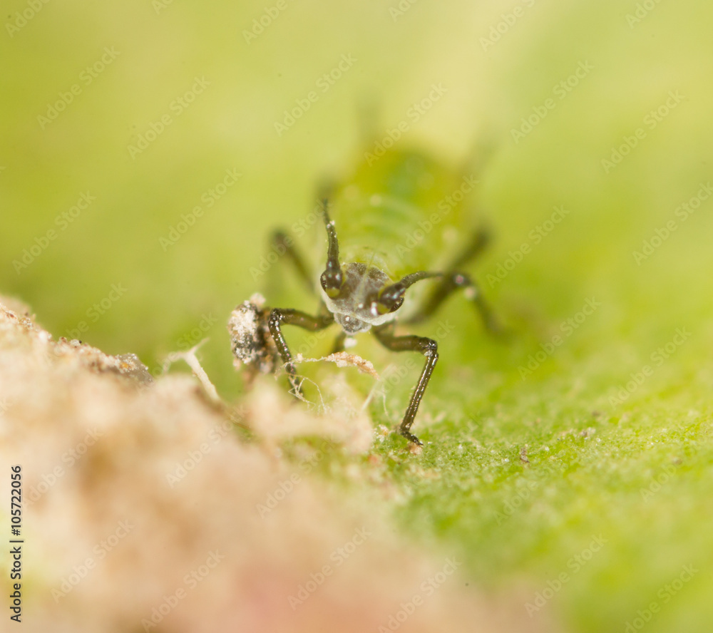 Fototapeta premium Extreme magnification - Green aphids on a plant
